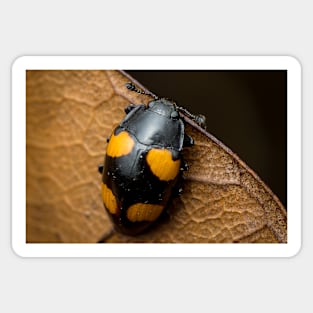 Unique and organic photo of a beautiful fungus beetle Sticker